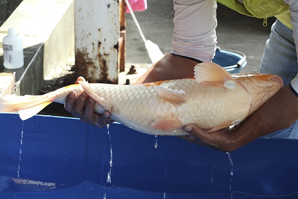 22-大正-68cm-母-2012年產-5000起標(2016億來錦鯉)-4.jpg