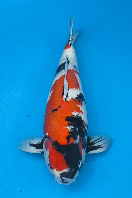 23-昭和-82cm-母-2010年產-10000起標(外場魚)(2016億來錦鯉)-1.jpg