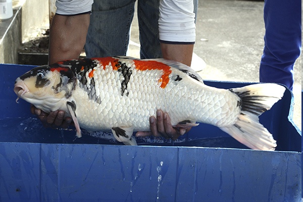 23-昭和-82cm-母-2010年產-10000起標(外場魚)(2016億來錦鯉)-2.jpg