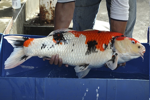 23-昭和-82cm-母-2010年產-10000起標(外場魚)(2016億來錦鯉)-3.jpg