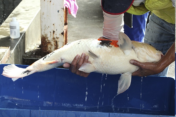 23-昭和-82cm-母-2010年產-10000起標(外場魚)(2016億來錦鯉)-4.jpg