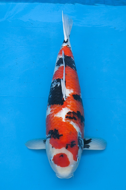 24-昭和-79cm-母-2010年產-20000起標(外場魚)(2016億來錦鯉)-1.jpg