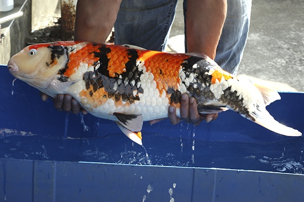 24-昭和-79cm-母-2010年產-20000起標(外場魚)(2016億來錦鯉)-2.jpg