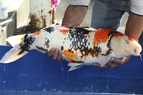 24-昭和-79cm-母-2010年產-20000起標(外場魚)(2016億來錦鯉)-3.jpg