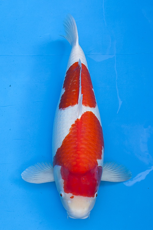 25-紅白-74cm-母-2012年產(外場魚)-20000起標(2016億來錦鯉)-1.jpg