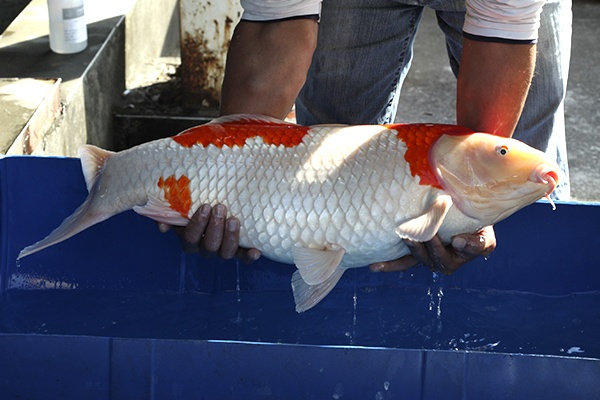 25-紅白-74cm-母-2012年產(外場魚)-20000起標(2016億來錦鯉)-2.jpg