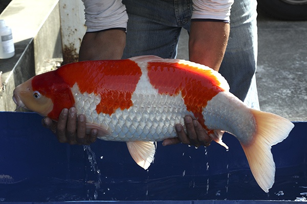 25-紅白-74cm-母-2012年產(外場魚)-20000起標(2016億來錦鯉)-3.jpg