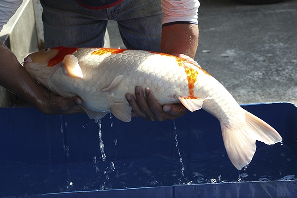 25-紅白-74cm-母-2012年產(外場魚)-20000起標(2016億來錦鯉)-4.jpg