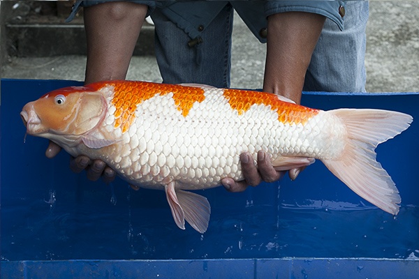 07-紅白-61cm-母-2014年產-5000起標(2016億來錦鯉)-2.jpg