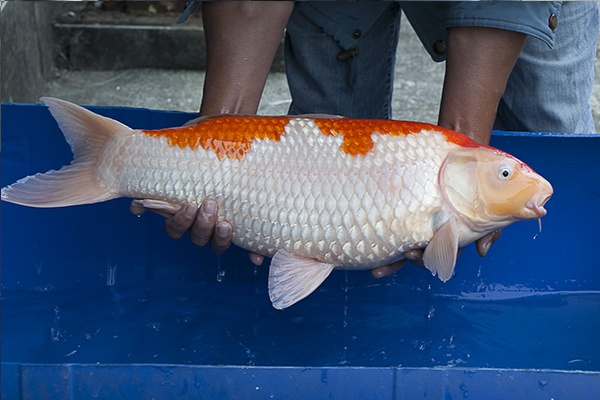 07-紅白-61cm-母-2014年產-5000起標(2016億來錦鯉)-3.jpg