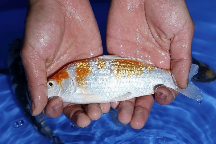 08-銀鱗貼分-18cm-不明-2015年產-2000起標(2016佳河錦鯉園拍賣會p-1)-2.jpg