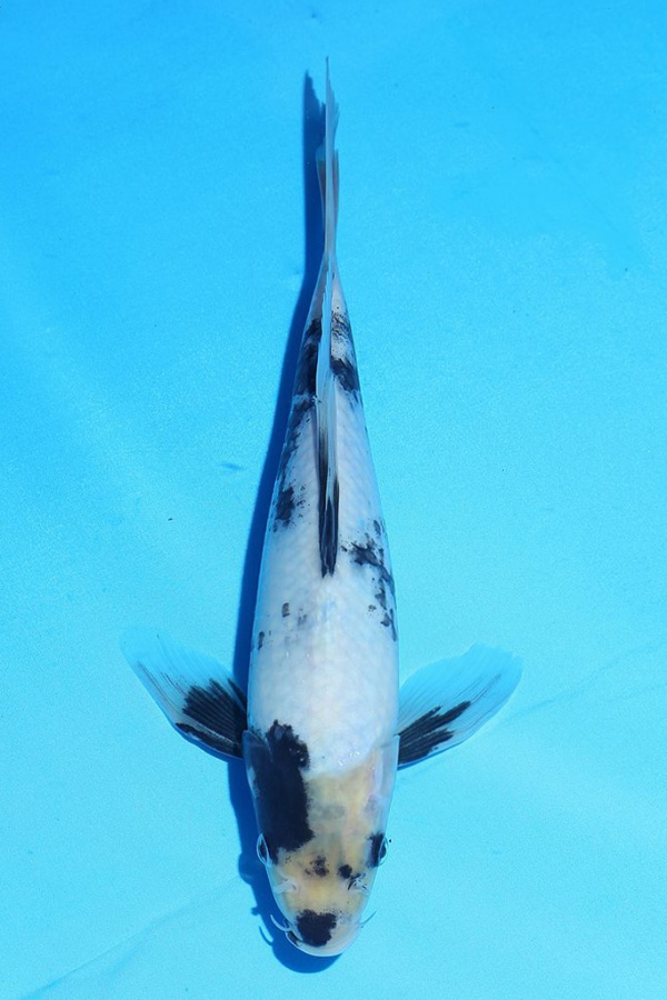 09-龍鳳白寫-29cm-不明-2015年產-3000起標(2016佳河錦鯉園拍賣會p-1)-1.jpg