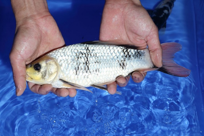 09-龍鳳白寫-29cm-不明-2015年產-3000起標(2016佳河錦鯉園拍賣會p-1)-2.jpg