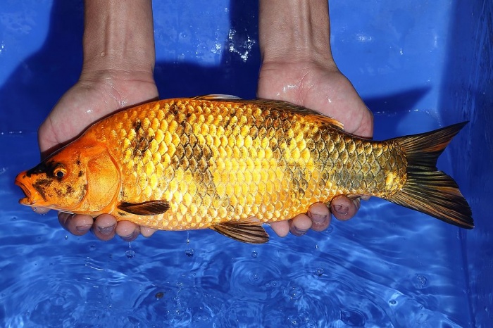 20-金黃寫-35cm-母-2015年產-8000起標(2016佳河錦鯉園拍賣會p-1)-3.jpg