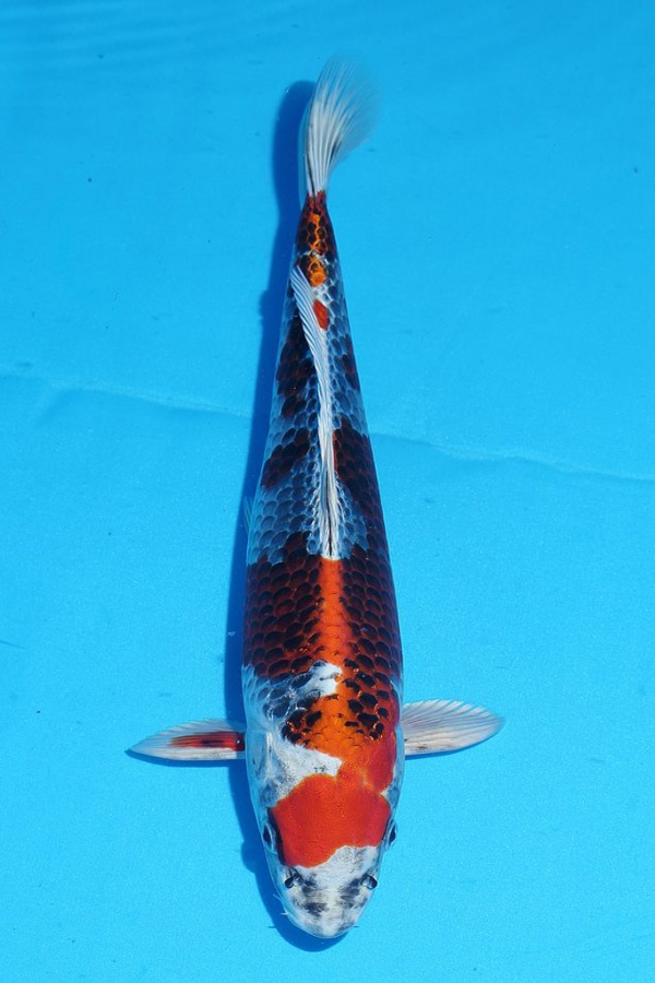 29-孔雀-33cm-不明-2015年產-4000起標(2016佳河錦鯉園拍賣會p-1)-1.jpg