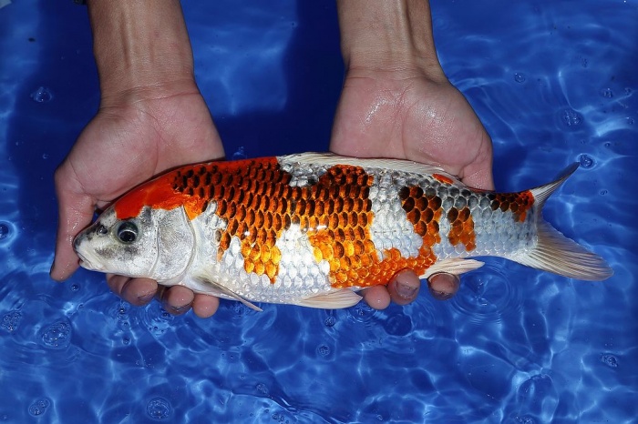 29-孔雀-33cm-不明-2015年產-4000起標(2016佳河錦鯉園拍賣會p-1)-4.jpg