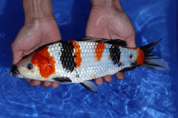 35-昭和三色-30cm-母-2015年產-5000起標(2016佳河錦鯉園拍賣會p-1)-3.jpg