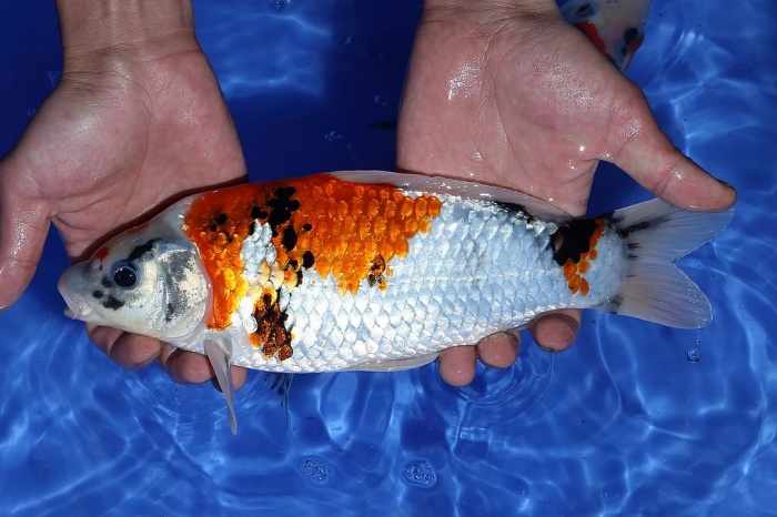 33-昭和三色-28cm-公-2015年產-5000起標(2016佳河錦鯉園拍賣會p-1)-3.jpg