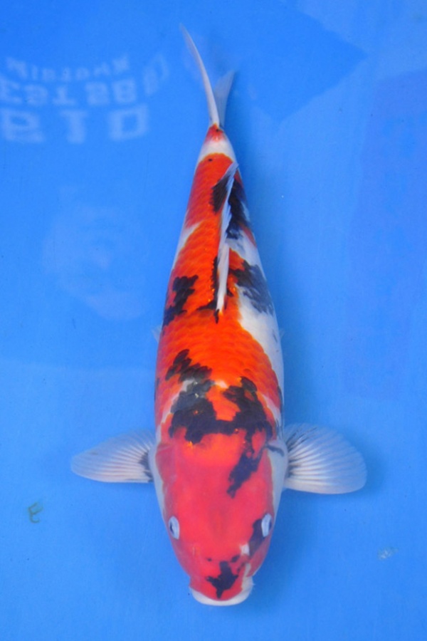 10-真子昭和-49cm-母-2014年產-$3000起標(2016明宏錦鯉園拍賣會)-1-.jpg