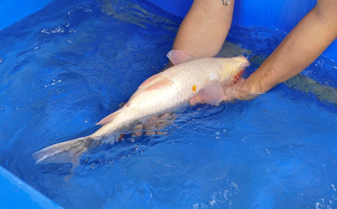 10-真子昭和-49cm-母-2014年產-00起標(2016明宏錦鯉園拍賣會)-2.jpg