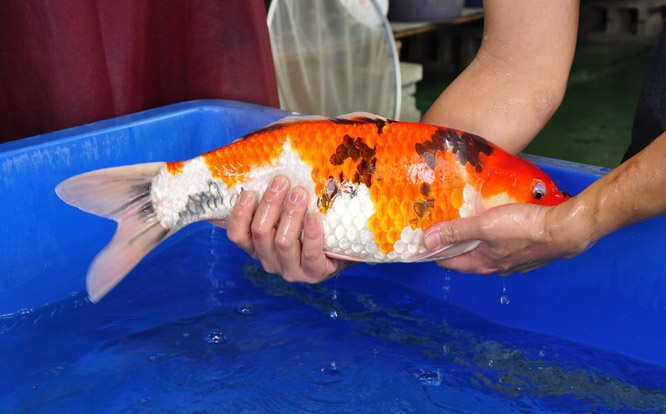 10-真子昭和-49cm-母-2014年產-00起標(2016明宏錦鯉園拍賣會)-3.jpg