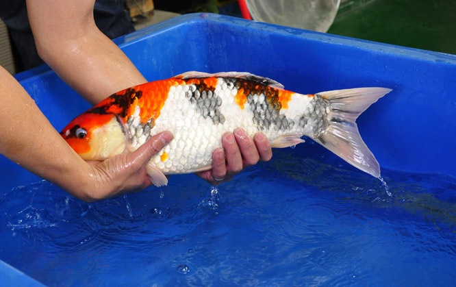 10-真子昭和-49cm-母-2014年產-00起標(2016明宏錦鯉園拍賣會)-4.jpg