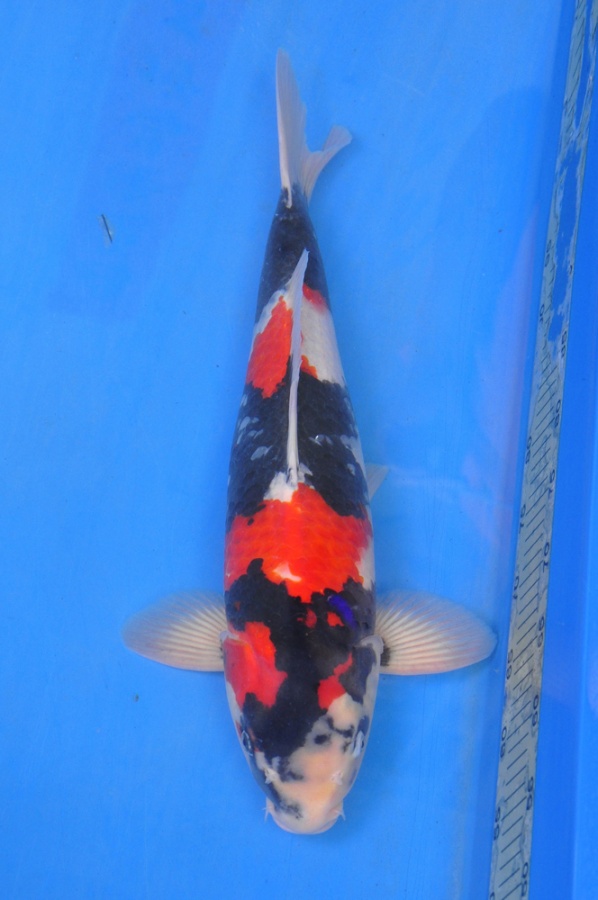 17-真子昭和-53cm-公-$3000-2014年產-(2016明宏錦鯉園拍賣會)-1.jpg