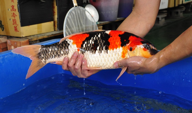 17-真子昭和-53cm-公-00-2014年產-(2016明宏錦鯉園拍賣會)-3.jpg