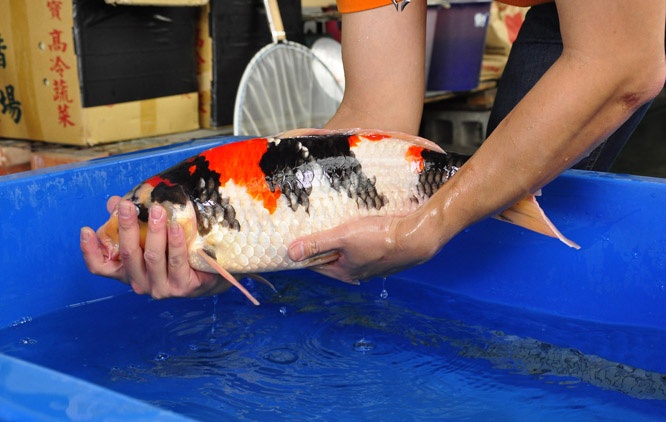 17-真子昭和-53cm-公-00-2014年產-(2016明宏錦鯉園拍賣會)-2.jpg