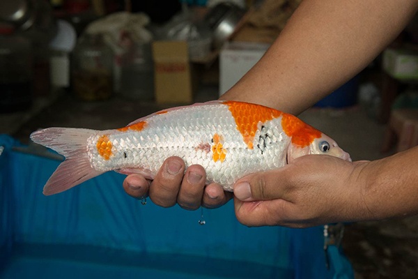 03-大正三色-33cm-不明-2015年產-(2016愛鯉家銘鯉苑-1)-2.jpg