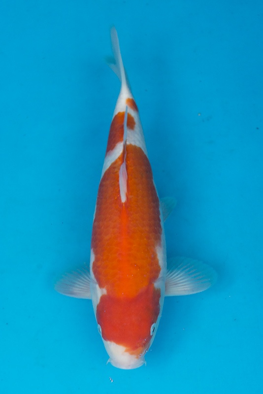 06-紅白-33cm-公-2015年產-(2016愛鯉家銘鯉苑-1)-1.jpg