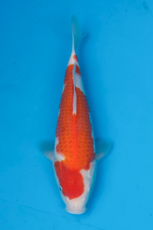 12-紅白-36cm-母-2015年產-(2016愛鯉家銘鯉苑-1)-1.jpg