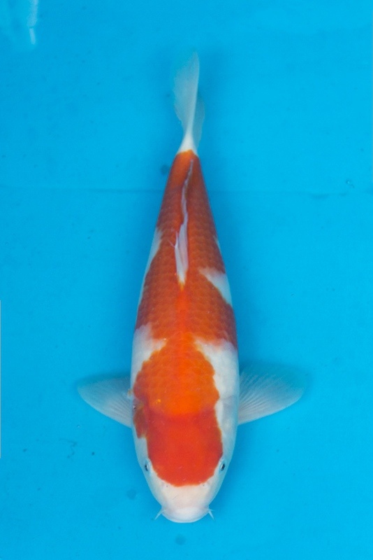 22-紅白-33cm-公-2015年產-(2016愛鯉家銘鯉苑-1)-1.jpg