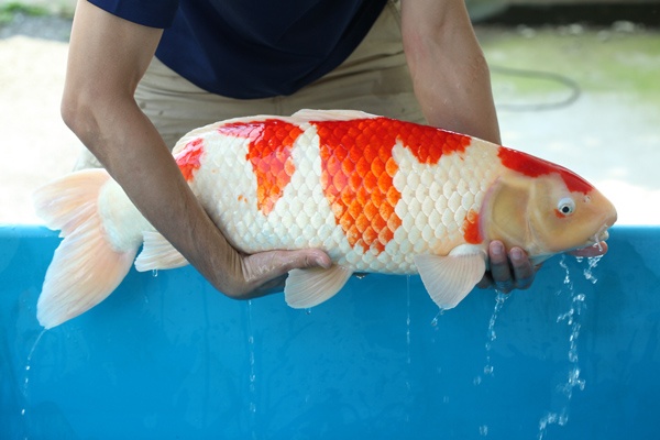 01-星金紅白-80cm-公-2009年產-10000起標-(2016國際錦鯉養殖場-1)-2.jpg