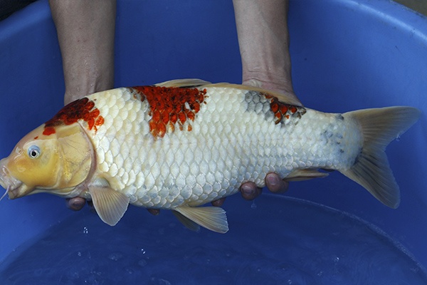 02-桃太郎衣昭和-55cm-公-2014年產-3000起標-(2016國際錦鯉養殖場-1)-2.jpg