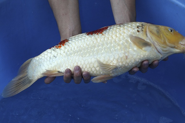 02-桃太郎衣昭和-55cm-公-2014年產-3000起標-(2016國際錦鯉養殖場-1)-3.jpg