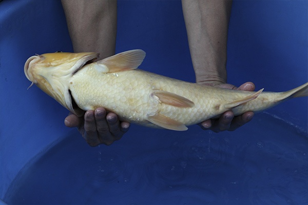 02-桃太郎衣昭和-55cm-公-2014年產-3000起標-(2016國際錦鯉養殖場-1)-4.jpg