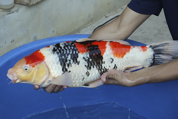 03-桃太郎真子昭和-63cm-公-2013年產-20000起標-(2016國際錦鯉養殖場-1)-3.jpg.jpg