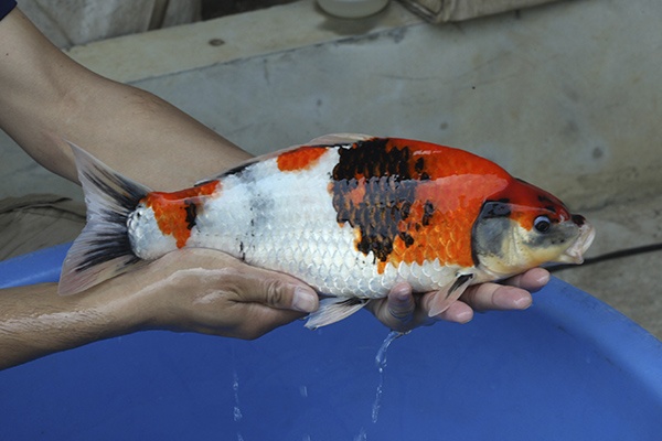 06-昭和三色-39cm-母高-2015年產-5000起標-(2016國際錦鯉養殖場-1)-2.jpg