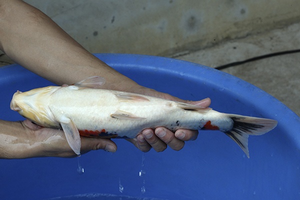 06-昭和三色-39cm-母高-2015年產-5000起標-(2016國際錦鯉養殖場-1)-4.jpg