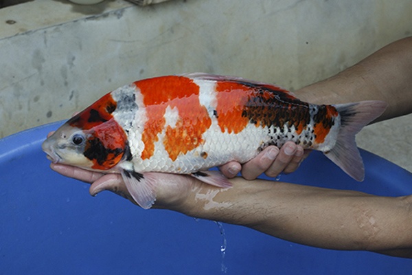 07-昭和三色-43cm-不明-2015年產-10000起標-(2016國際錦鯉養殖場-1)-3.jpg