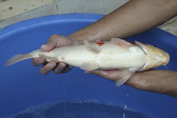 14-昭和三色-41cm-公-2015年產-3000起標-(2016國際錦鯉養殖場-1)-4.jpg