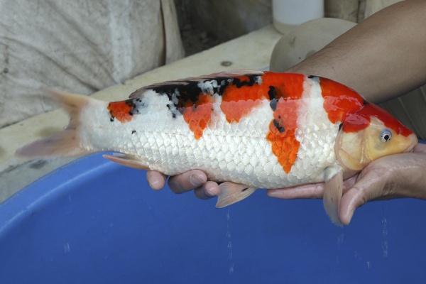 16-大正三色-43cm-母-2015年產-8000起標-(2016國際錦鯉養殖場-1)-2.jpg