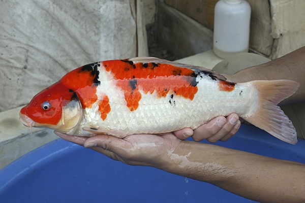 16-大正三色-43cm-母-2015年產-8000起標-(2016國際錦鯉養殖場-1)-3.jpg