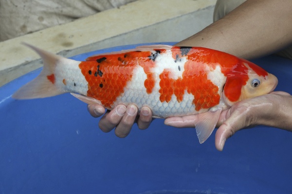 18-大正三色-40cm-公-2015年產-3000起標-(2016國際錦鯉養殖場-1)-2.jpg