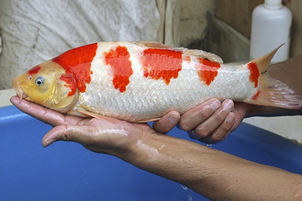 20-大正三色-37cm-不明-2015年產-3000起標-(2016國際錦鯉養殖場-1)-2.jpg