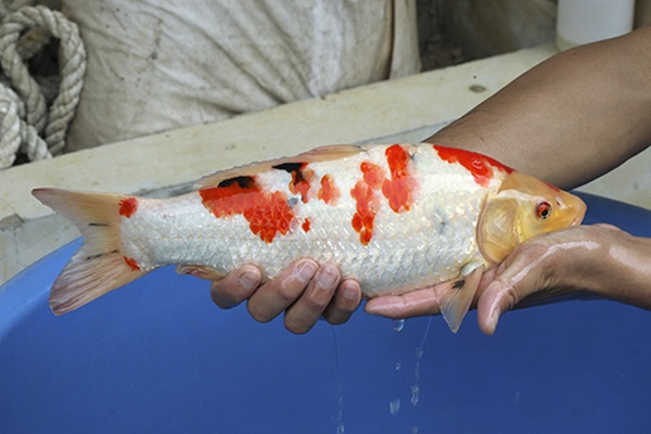 20-大正三色-37cm-不明-2015年產-3000起標-(2016國際錦鯉養殖場-1)-3.jpg