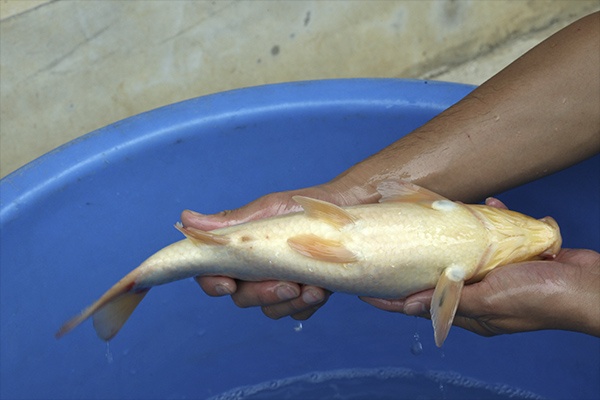 20-大正三色-37cm-不明-2015年產-3000起標-(2016國際錦鯉養殖場-1)-4.jpg