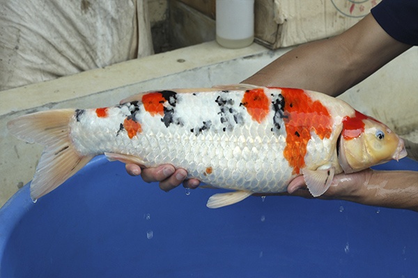 21-大正三色-56cm-母-2014年產-10000起標-(2016國際錦鯉養殖場-1)-2.jpg