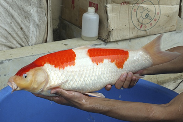 22-桃太郎紅白-57cm-母-2014年產-10000起標-(2016國際錦鯉養殖場-1)-3.jpg